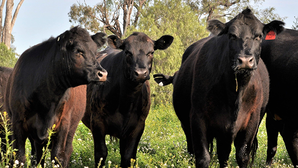 Dark brown cows standing in a paddock