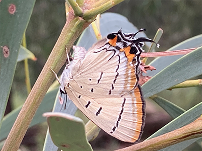Brown, black and orange butterfly 