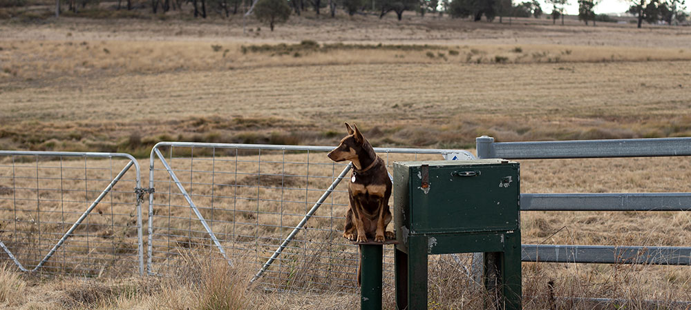 Oats the brown kelpie sitting at a green mailbox looking for the post.