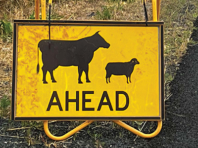 A yellow sign with an icon of a cow and sheep and the word 'AHEAD' on it