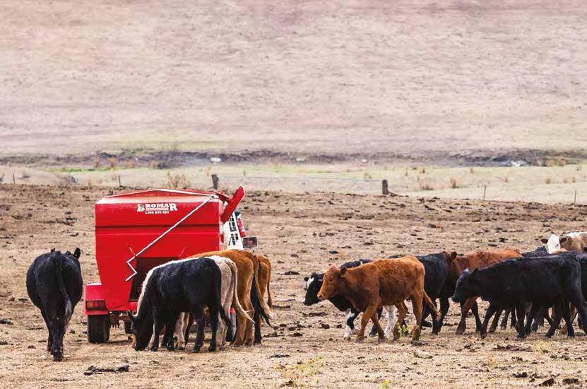 cattle on poor pasture feeding from mobile trough