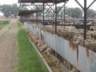 sheep stocked at industry standard rate