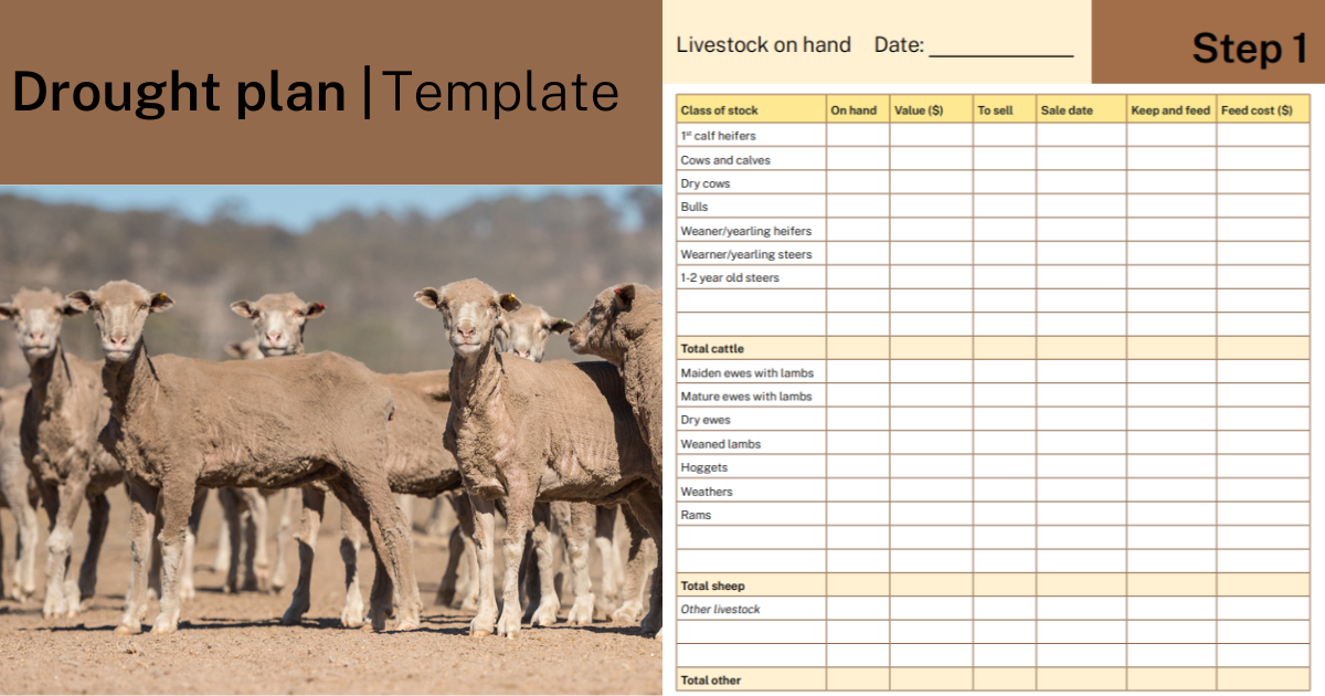 graphic with a picture of sheep and headline drought plan template with a screenshot of the table in the template