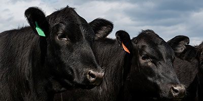 close up of large black and shiny cows 