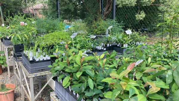 an outdoor greenhouse filled with native seedlings and plants
