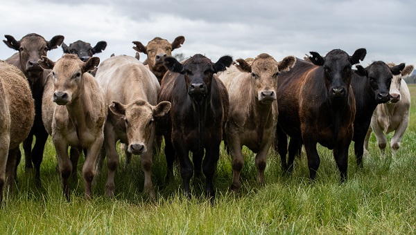 Close up of a group of Angus Murray Grey cattle standing in a green paddock