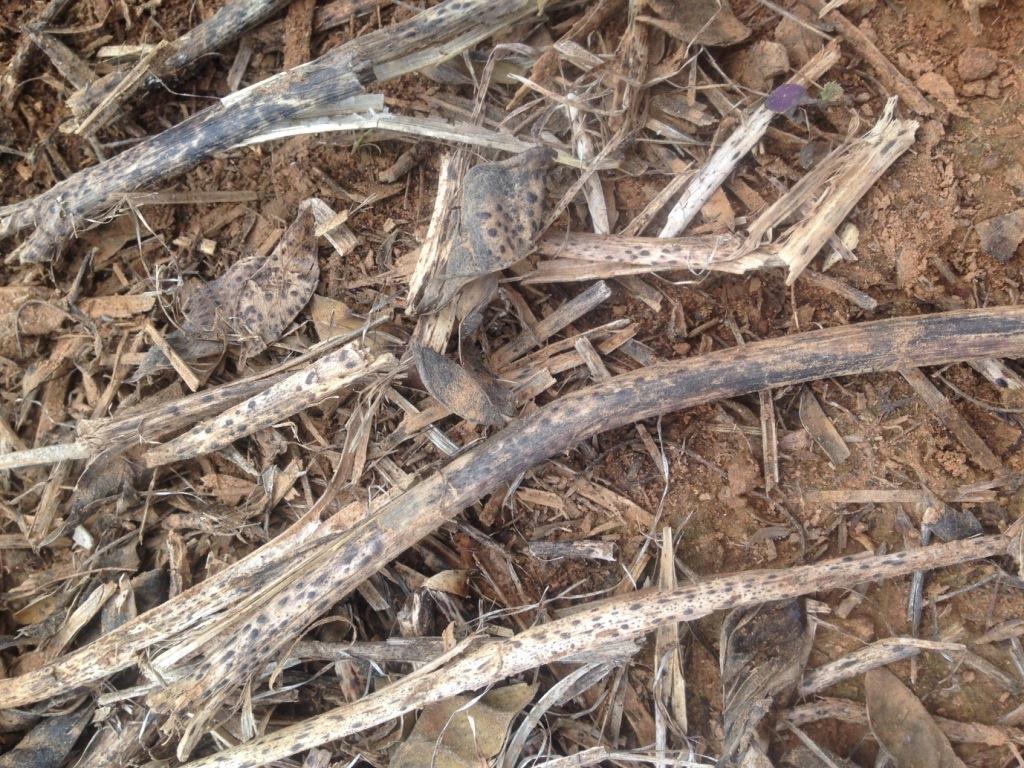 Leopard spotting on lupins