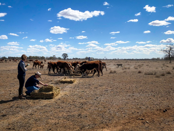 Local Land Services staff looking for gamba grass in jarra grass hay from the Northern Territory. After speaking to the NT grower that supplied this hay, we learnt that he has stringent protocols in place to ensure his hay does not have weeds in it. Photo: Jill Kelly