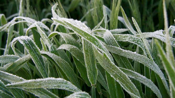Frost reduces a crops ability to metabolise herbicides. Image courtesy of GRDC