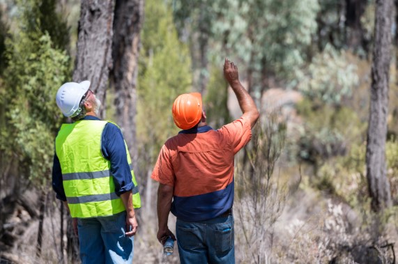 Norm Arkell and Dan Clissold examine the forest.