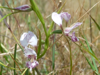 Oaklands Diuris Orchid