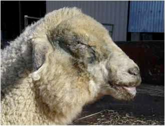 Sheep with photosensitivity