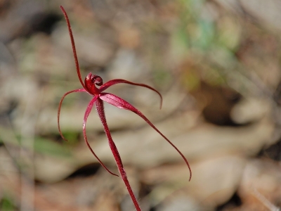 Caladenia concolor. Photo Matt Cameron, DPIE