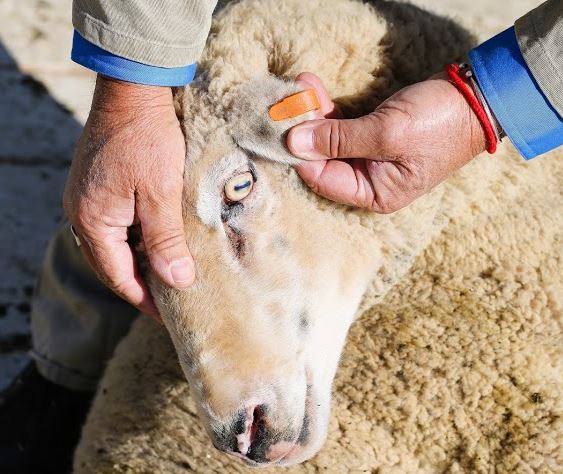 Ear tag in a sheep's ear