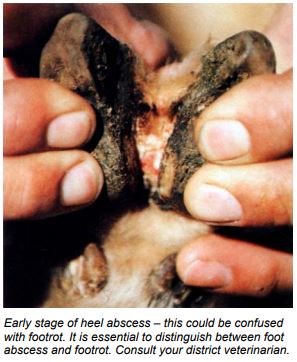 Sheep's foot showing signs of foot abscess