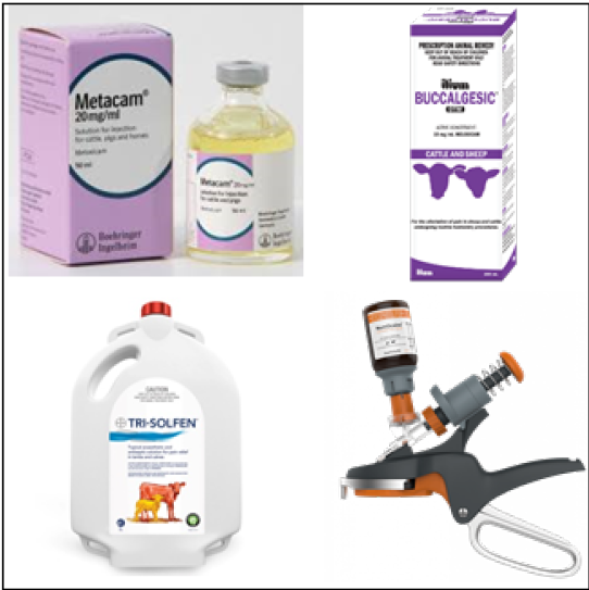 Pain relief products for lamb-marking and mulesing