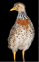 Female plains-wanderer