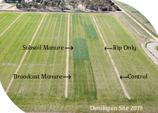 Photo of plot in Deniliquin 2019 demonstrating the yield beenfits from soil treated with subsoil manure versus soil that has not been treated.