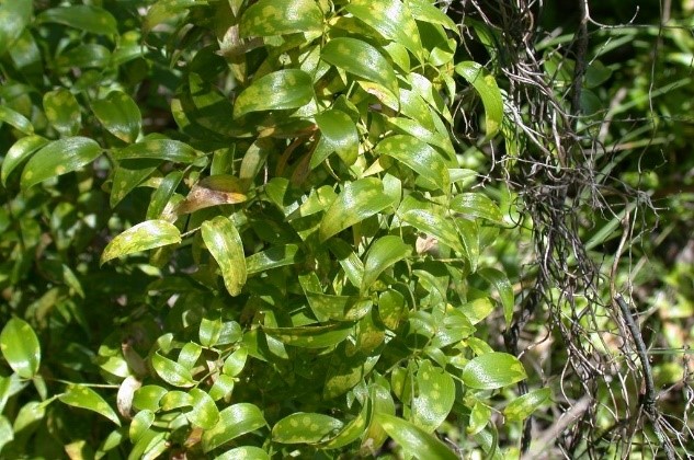 Bridal creeper