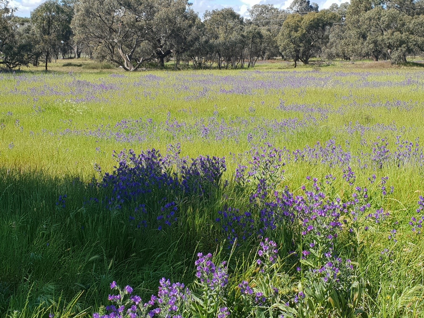 Paterson's curse flowers in a paddock