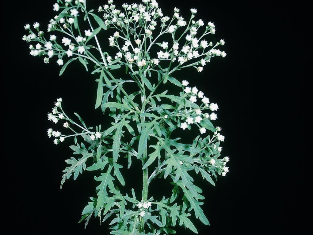 Parthenium weed