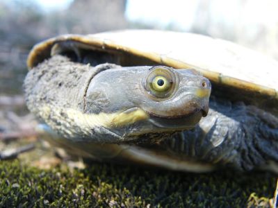 Murray turtle. Photo: Damian Michael