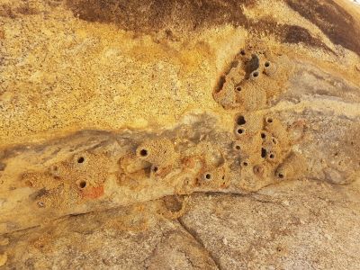 Fairy-martin bottle nests in rock overhang. If you look carefully you can see smaller mud nests built by mud wasps or potter wasps. Photo Dave Smith