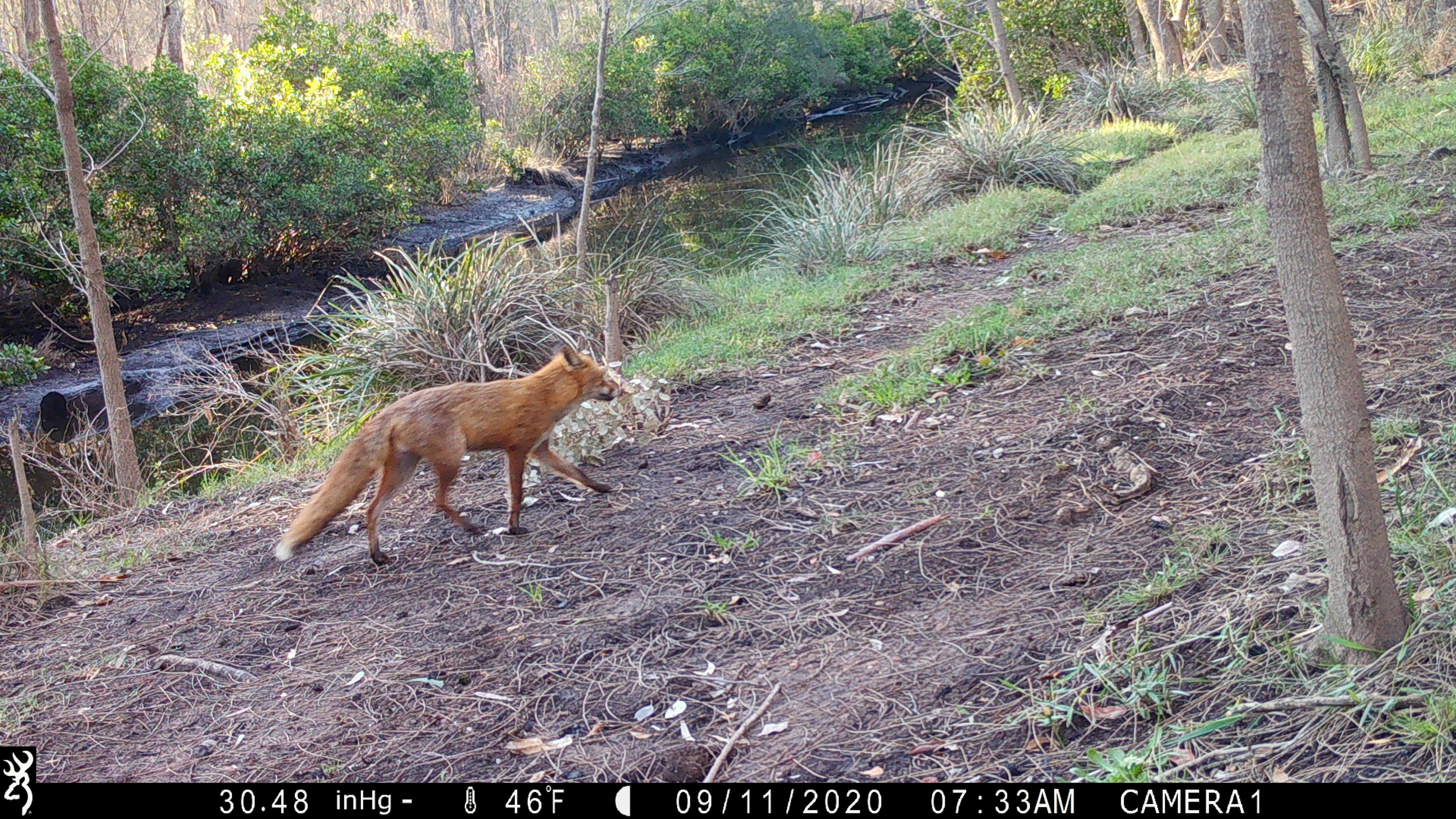 A fox observed by a camera trap near Moruya