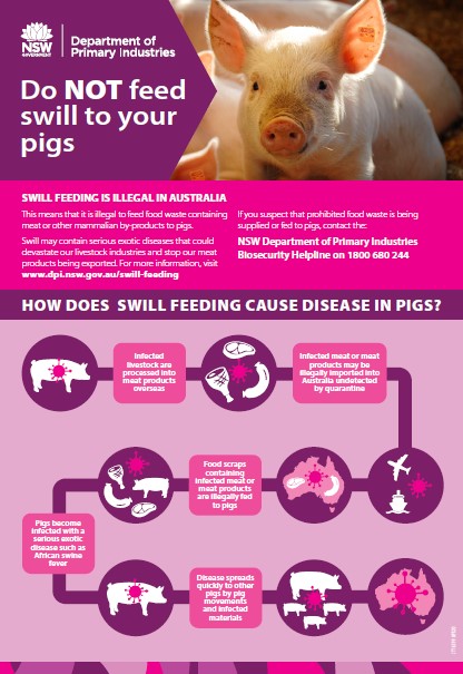 Do not feed swill to your pigs infographic (source NSW DPI)