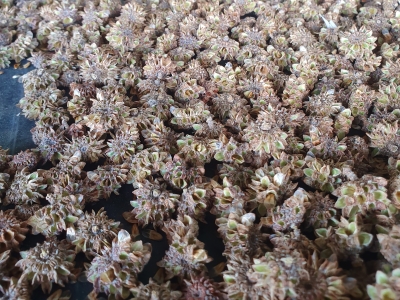 Bulloak (Allocasuarina luehmannii) seed drying