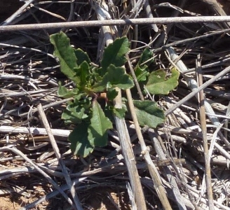 Recently germinated Wedge-leaf Hopbush (Dodonaea viscosa cuneata)