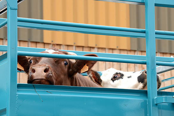 Two cattle peering above the barrier of a livestock transport truck