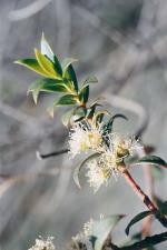 Mongarlowe Mallee photo John Briggs