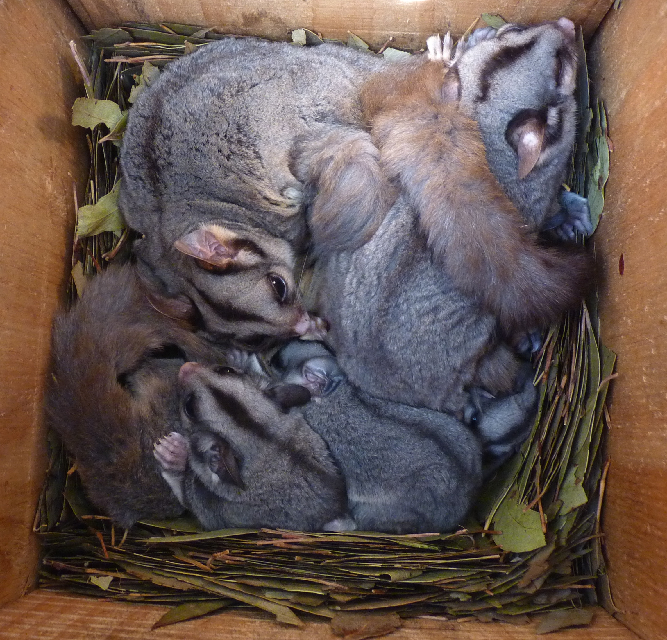 Sugar Glider family in nest Box - Friends of Chiltern Mt Pilot National Park - CC