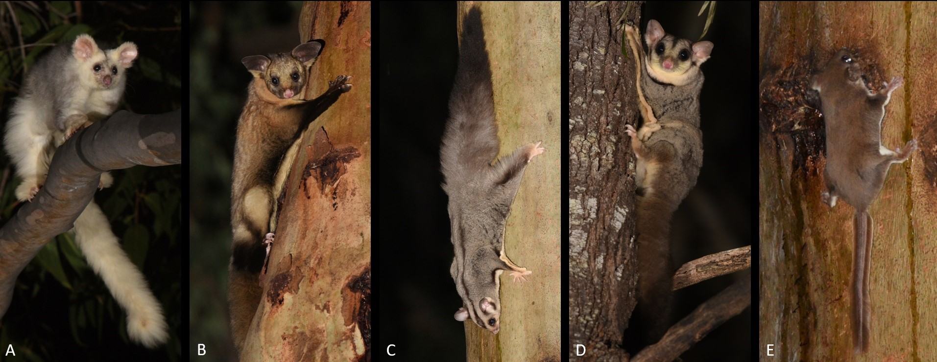 A: Greater Glider, B: Yellow-bellied Glider, C: Squirrel Glider, D: Krefft's Glider, E: Feathertail Glider (Wild for Wildlife - CC).
