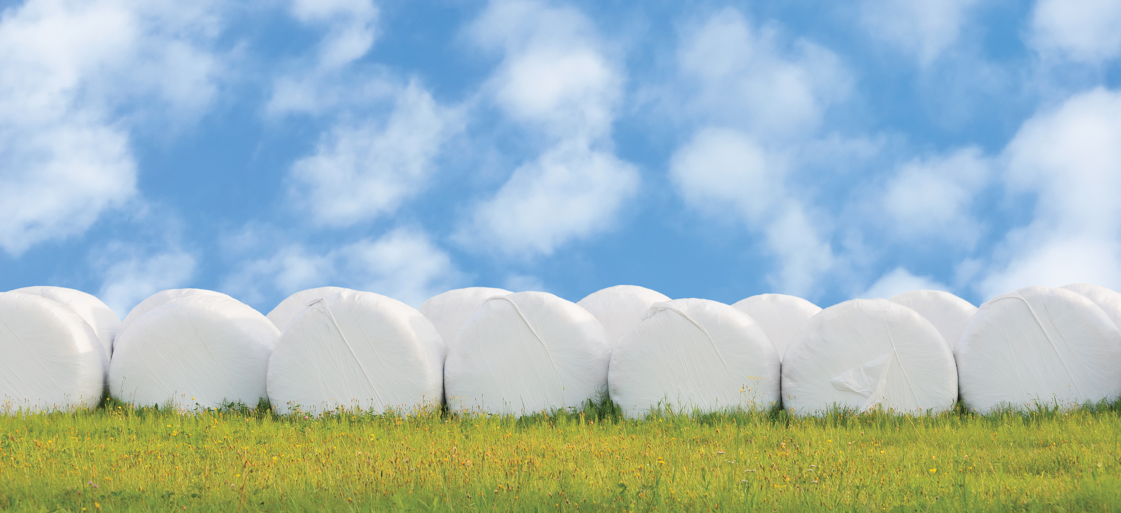 Silage bales in a paddock