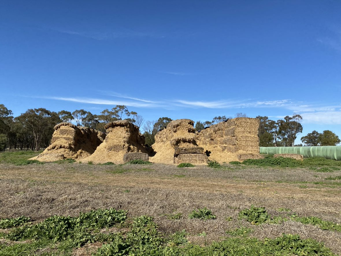 Mice damaged haystack