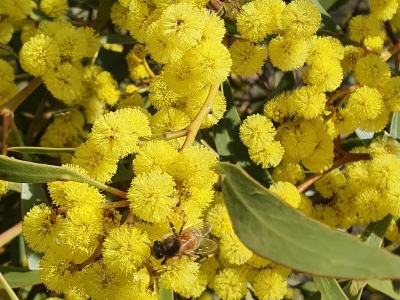 Golden Wattle. Photo: Natasha Lappin