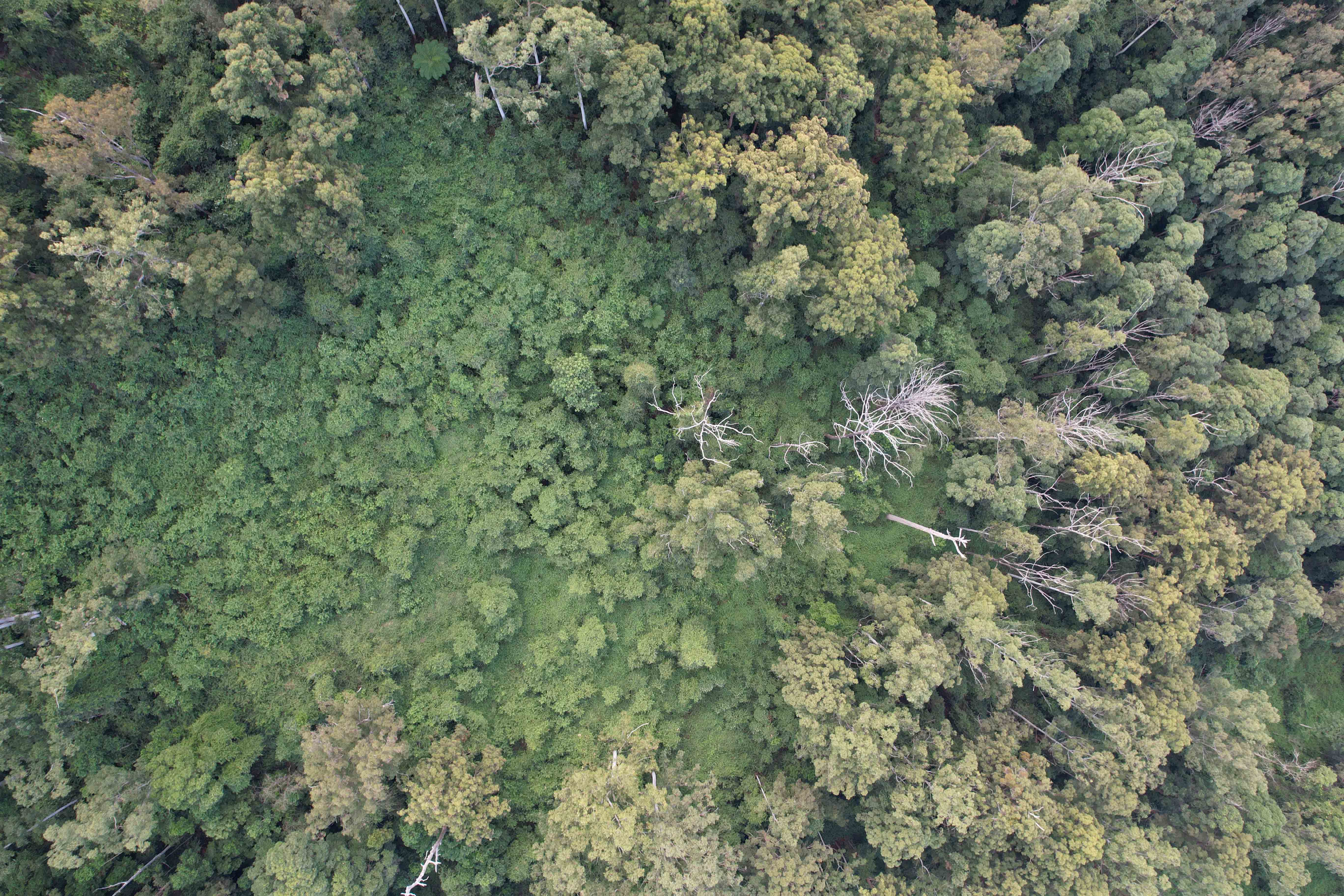 Forest Canopy Die-Back