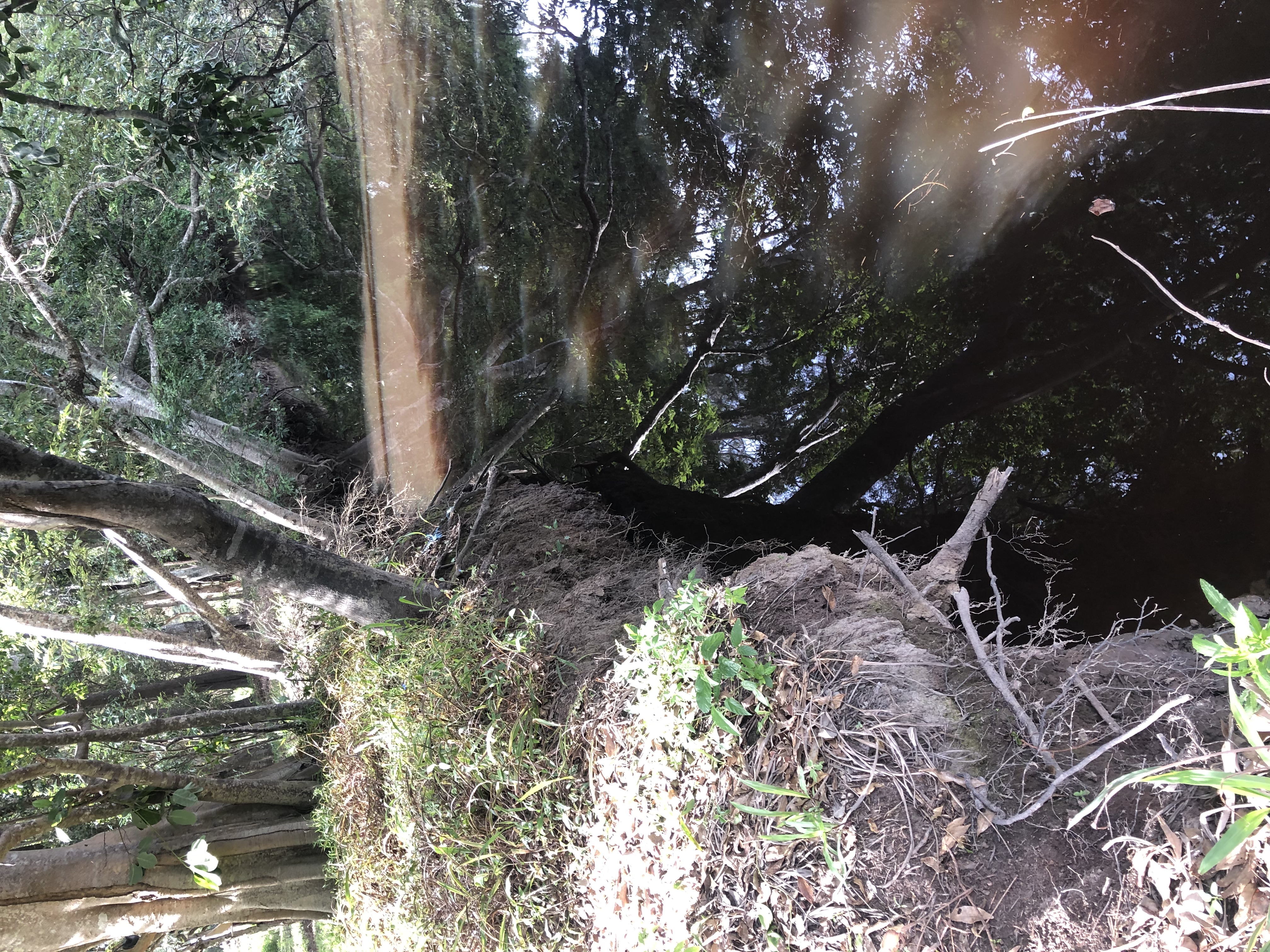 Eroded Bank at Warrell Creek