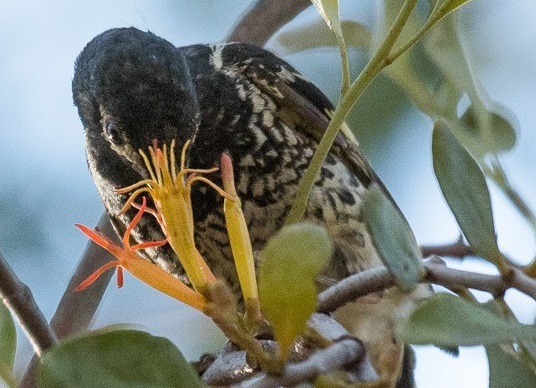 Regent Honeyeater feeding on native mistletoe, Mick Roderick (BirdLife) (Courtesy of Mindaribba Local Aboriginal Land Council) 2021