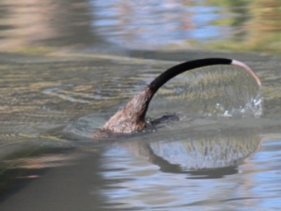 Rakali diving underwater, tail in the air