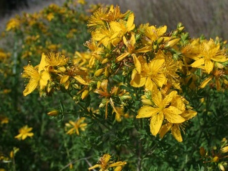 St Johns wort