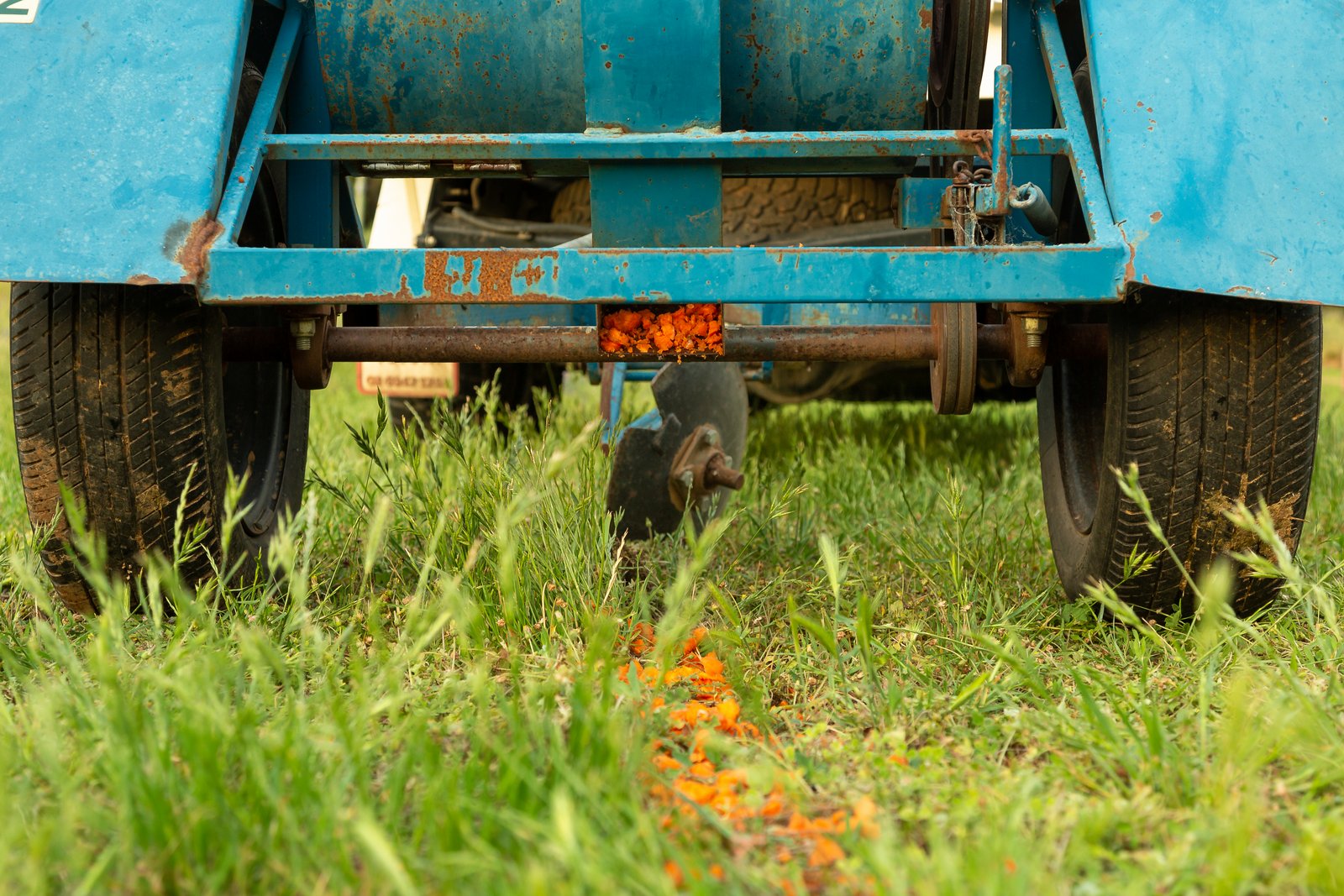 Bait laying device being towed behind a vehicle, dropping a trail of poisoned carrot pieces behind it in a paddock.