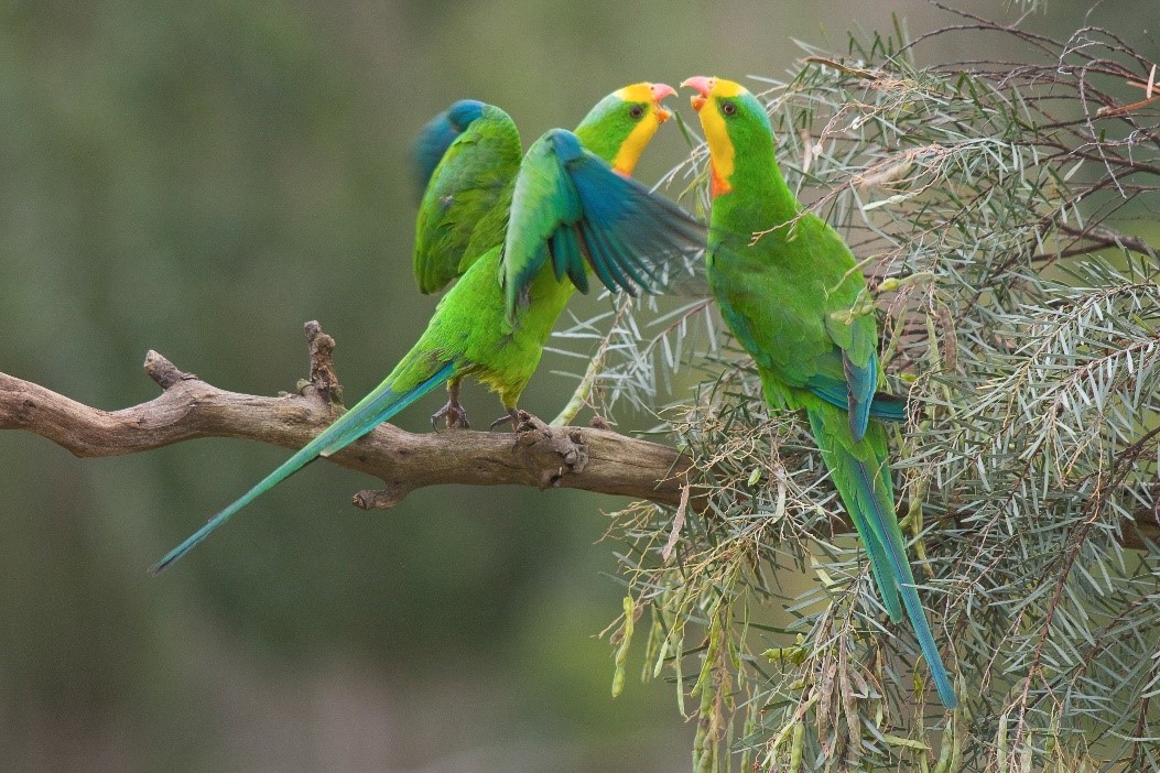 Two male Superb Parrots standing on a branch, one has it's wings spanned.