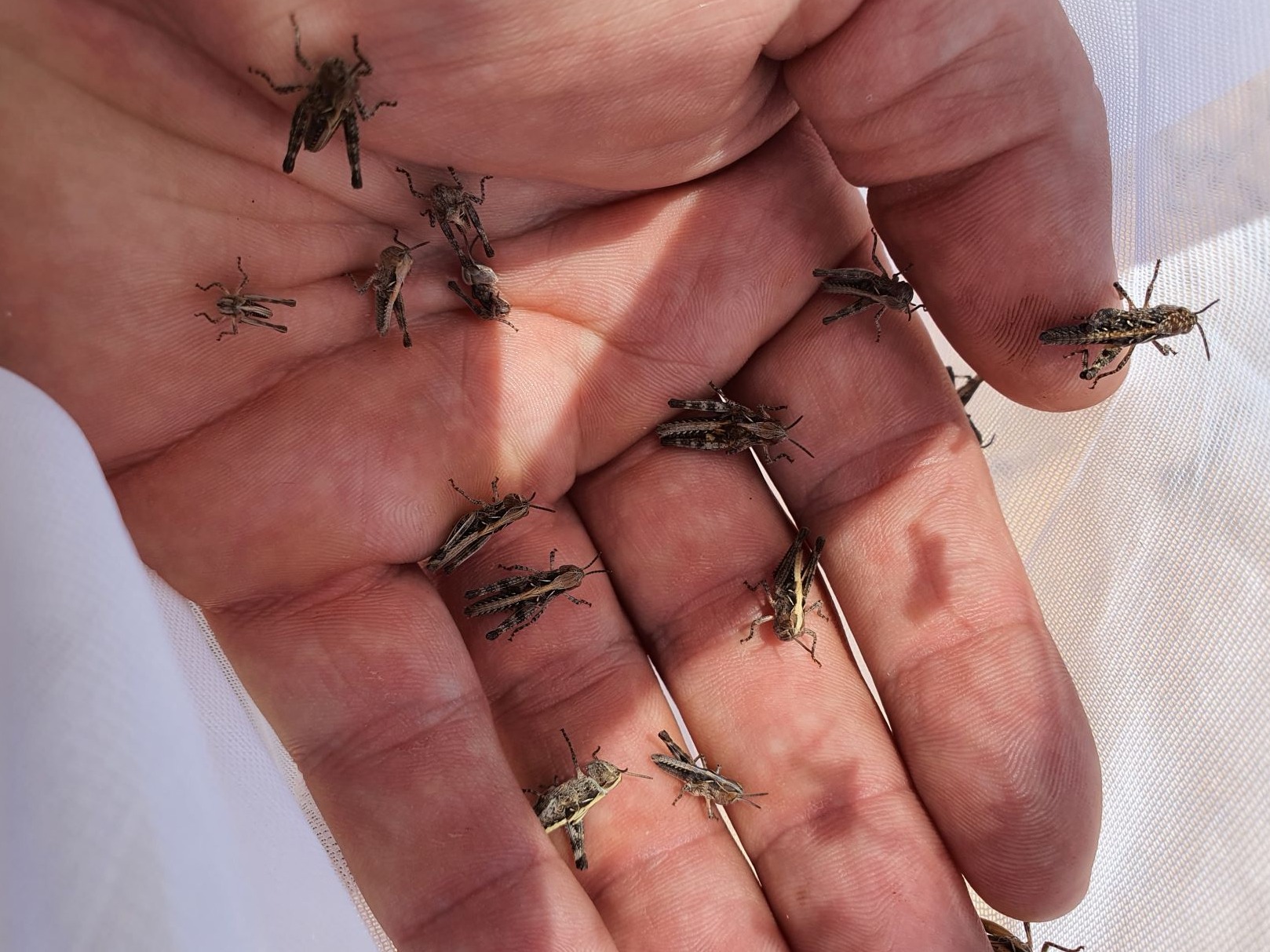 Human hand with several immature locusts on it.