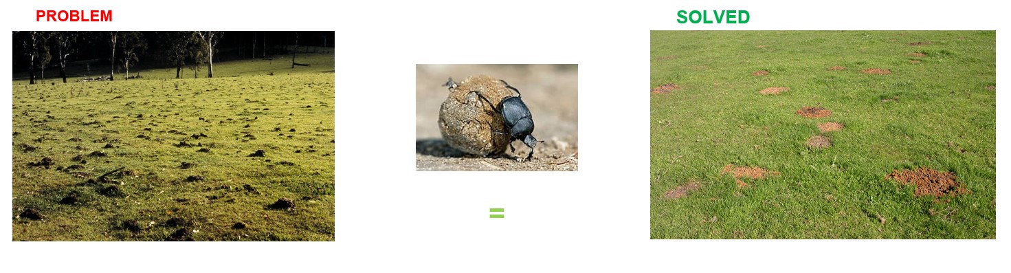 Dung beetle