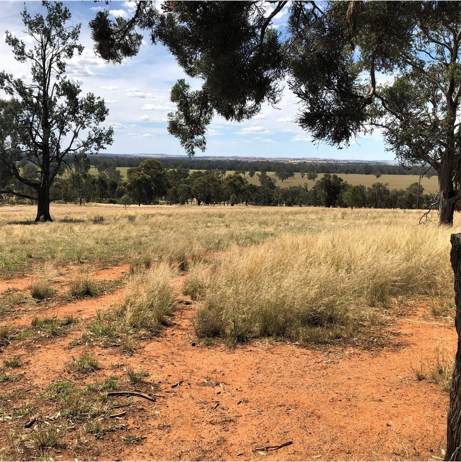 speargrass in the landscape