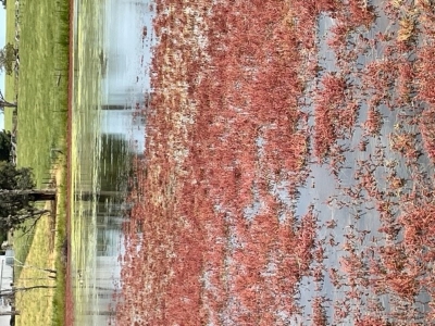 Red water-milfoil