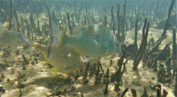 Underwater image of three bream swimming amongst mangroves